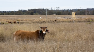 Cattle and gas wells coexist in Surat Bain