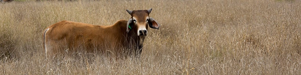 Cattle and gas wells coexist in Surat Bain