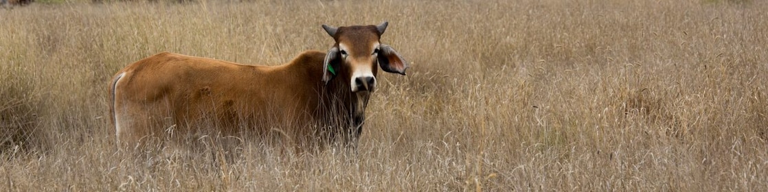 Cattle and gas wells coexist in Surat Bain