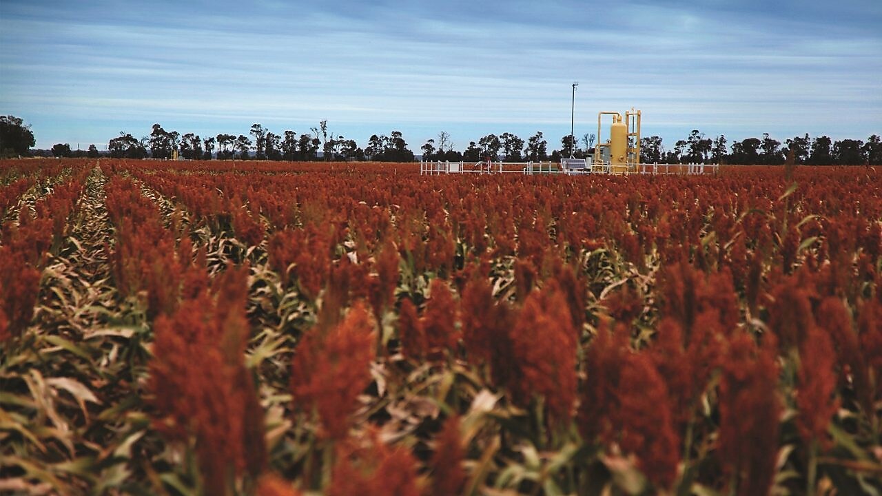 QGC's Tharlane property in the Fairymeadow district near Miles