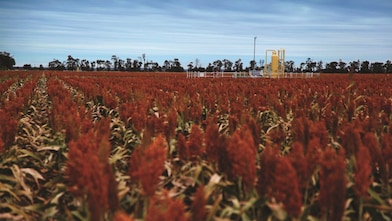 QGC's Tharlane property in the Fairymeadow district near Miles