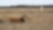 Cattle and gas wells coexist in Surat Bain