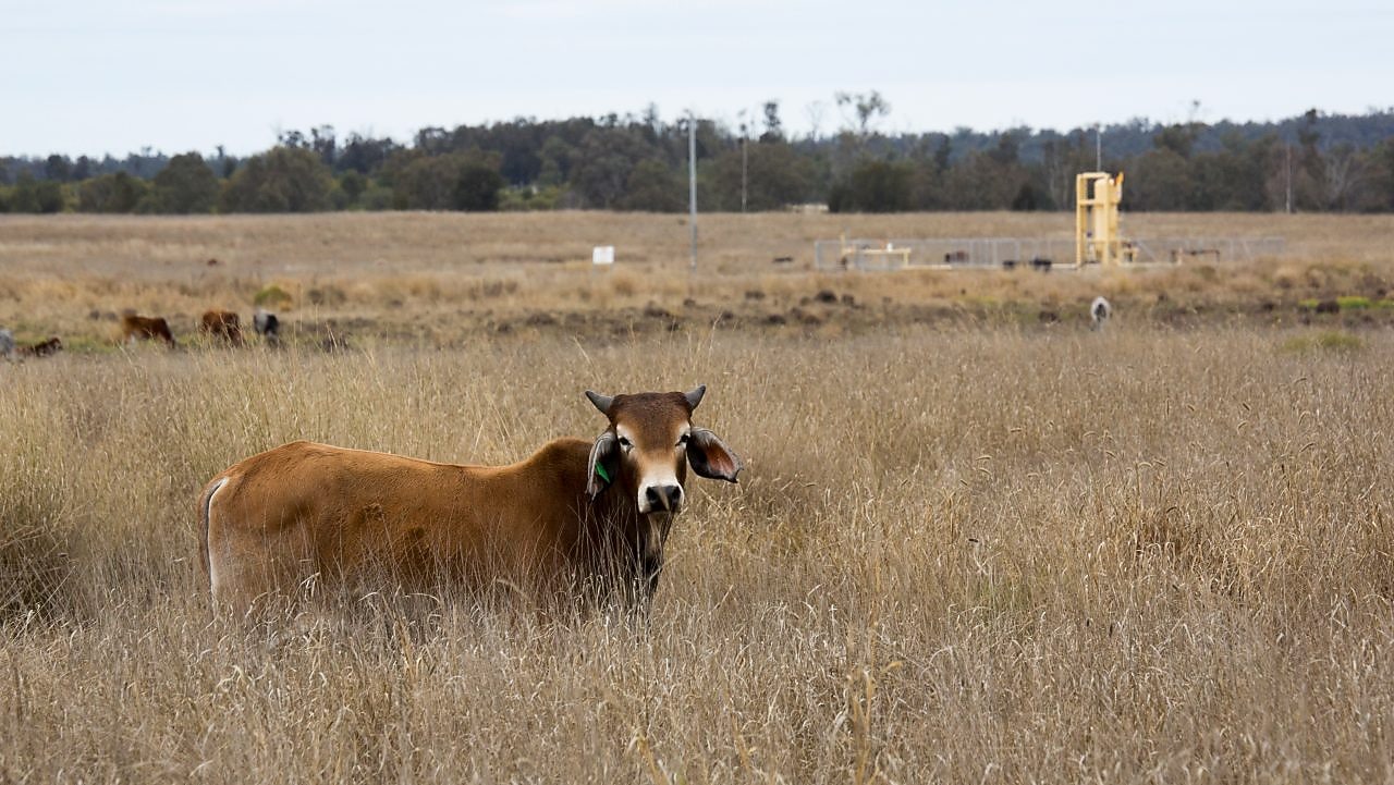 Cattle and gas wells coexist in Surat Bain