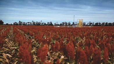 QGC's Tharlane property in the Fairymeadow district near Miles