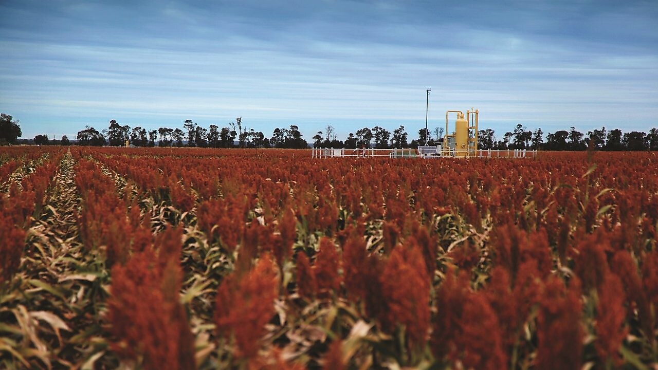 QGC's Tharlane property in the Fairymeadow district near Miles