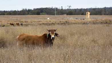 Cattle and gas wells coexist in Surat Bain