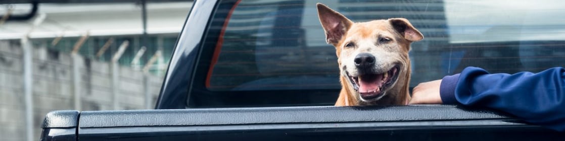 Dog in car trunk