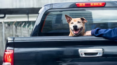 Dog in car trunk