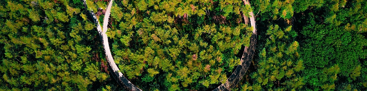 trees surrounding a circular road