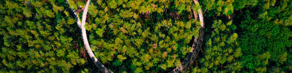 trees surrounding a circular road