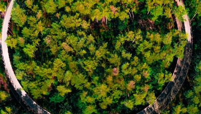 trees surrounding a circular road