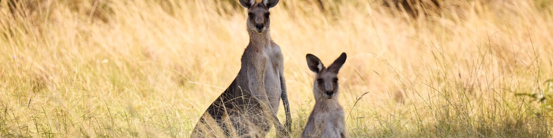 Kangaroos