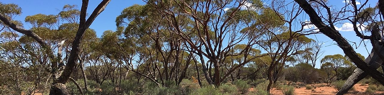 nature based solutions