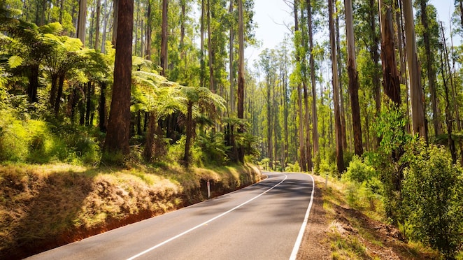 Black Spur Drive, Victoria