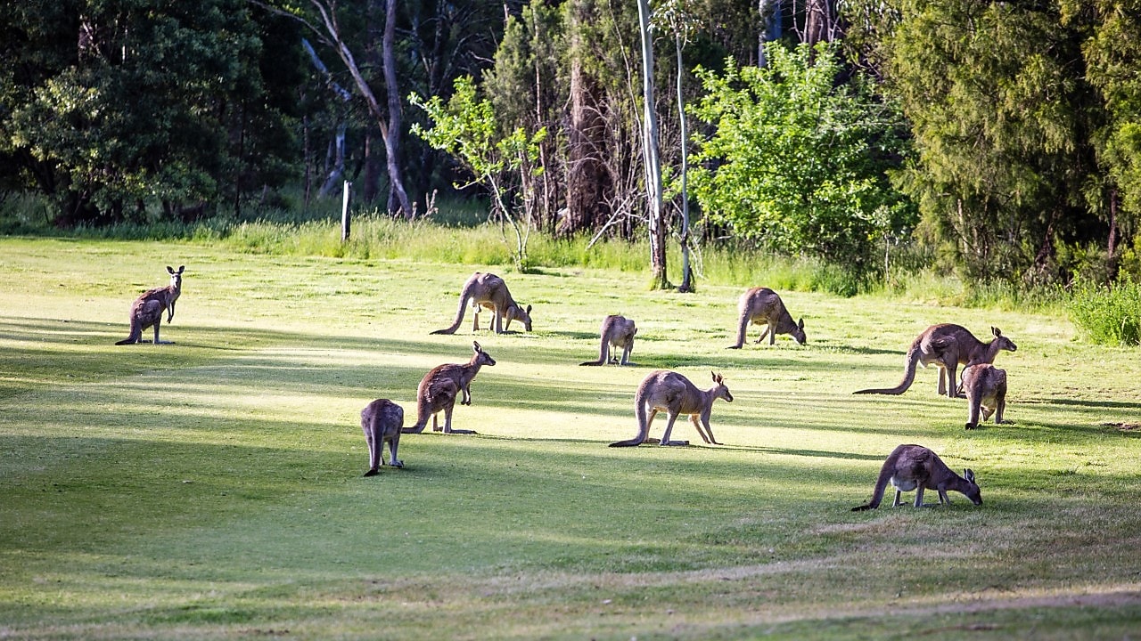 A group of kangaroos in Hepburn Springs, VIC
