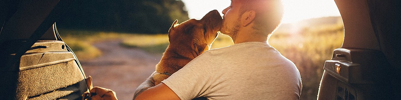 Creating a Pet-Friendly Car