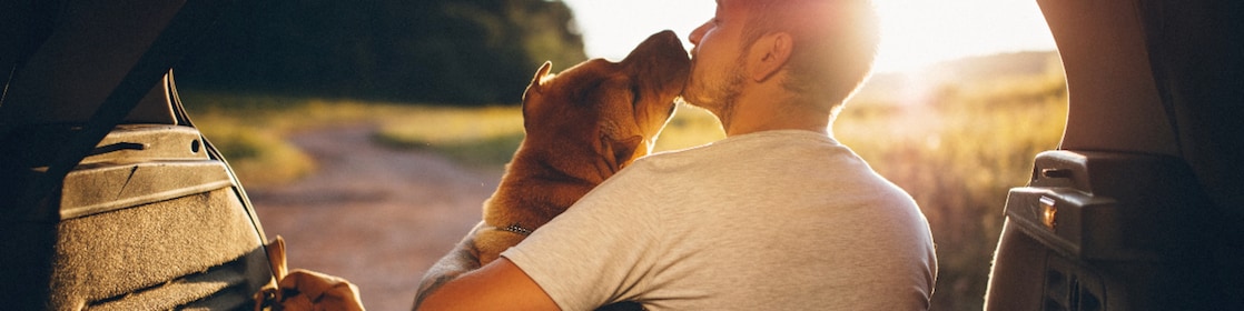 Creating a Pet-Friendly Car