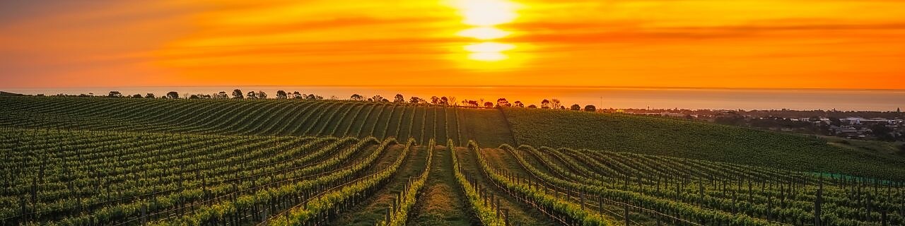 looking out to a view of a vineyard and sunset