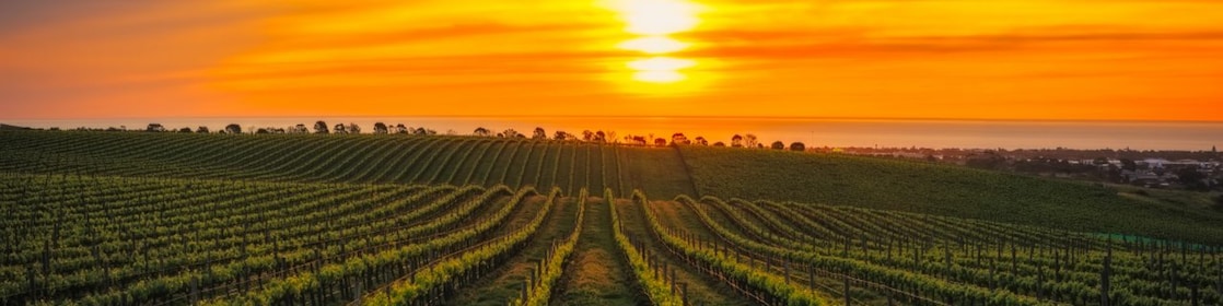 looking out to a view of a vineyard and sunset