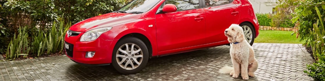 A large, cream-coloured dog sits in a driveway in front of a red car.