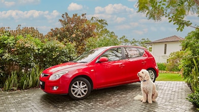A large, cream-coloured dog sits in a driveway in front of a red car.