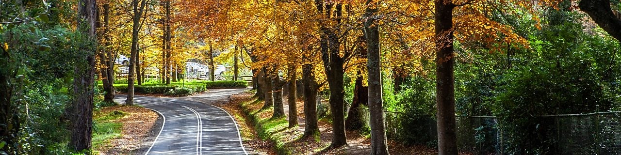 A road in Victoria’s Dandenong Ranges is framed by autumn foliage.