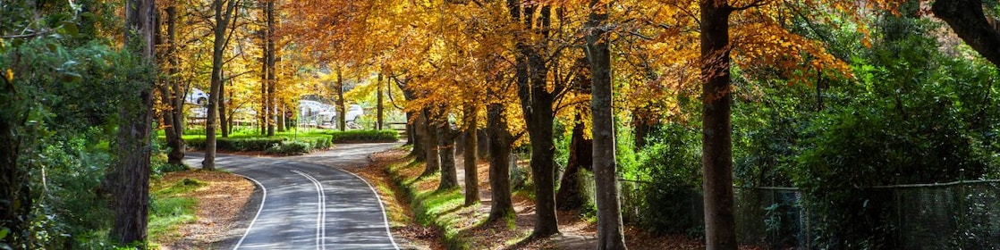 A road in Victoria’s Dandenong Ranges is framed by autumn foliage.