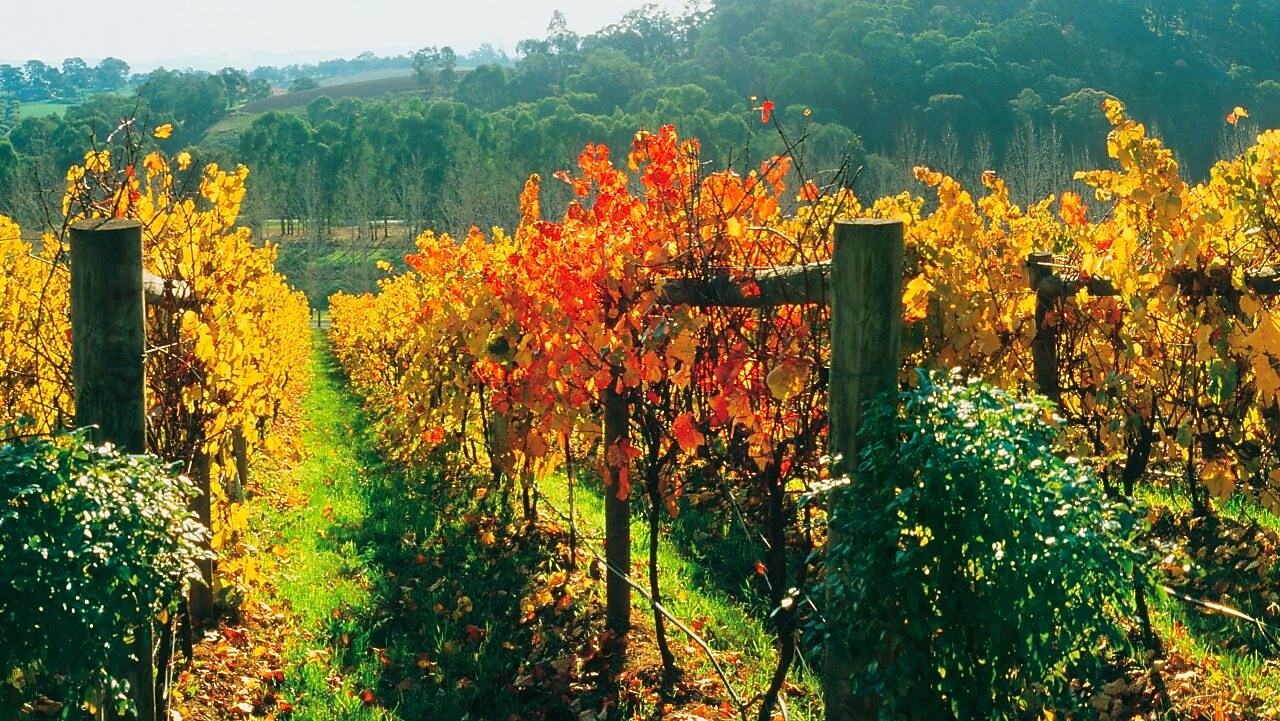 Dandenong Ranges, VIC