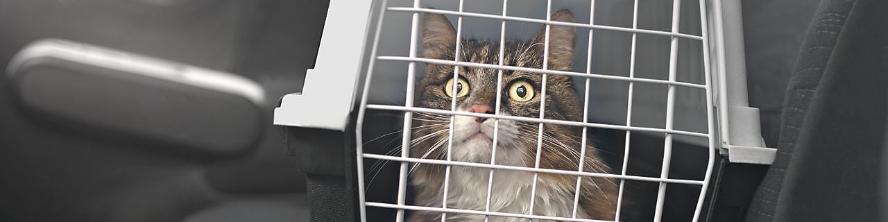 Cat travelling in car