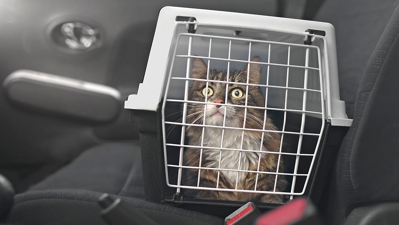 Cat travelling in car