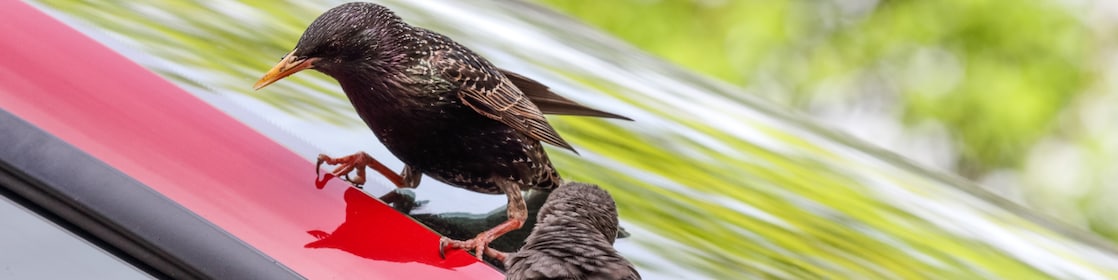 Two birds perched on the edge of a car windscreen