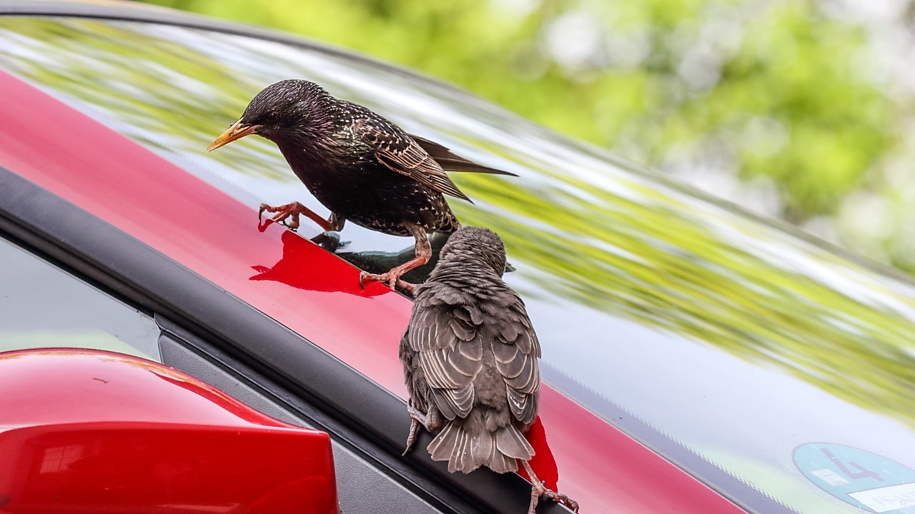 Two birds perched on the edge of a car windscreen