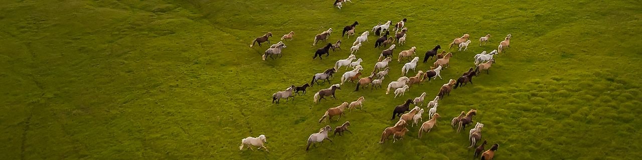 Pulling The Right Rein: Horsepower Explained