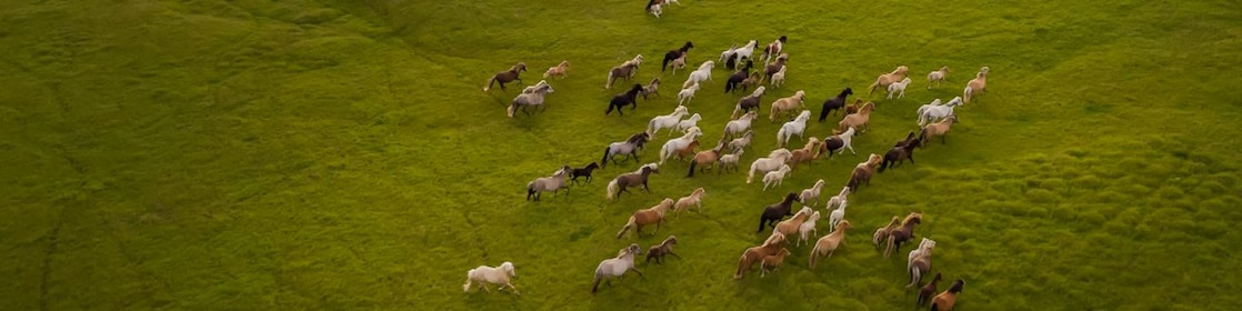 Pulling The Right Rein: Horsepower Explained