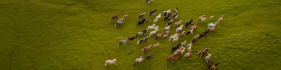 Pulling The Right Rein: Horsepower Explained