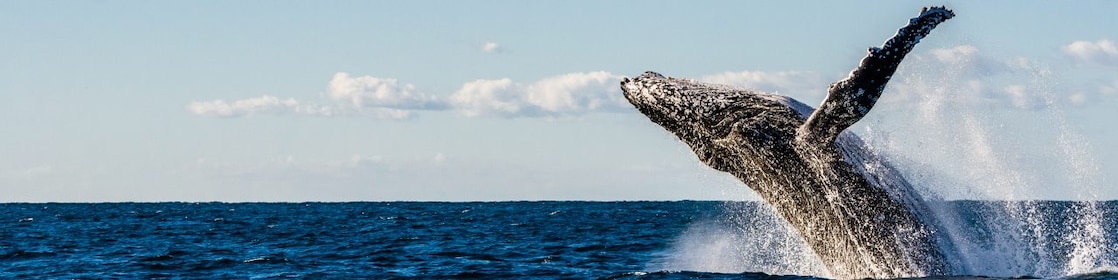 A humpback whale breaches from the ocean, flipping backwards.