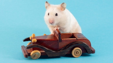 A mouse climbing on to a small wooden toy car