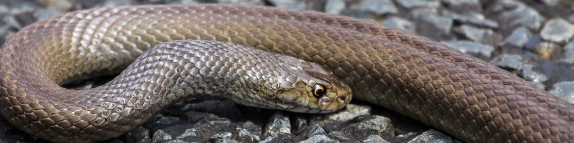 Snake
