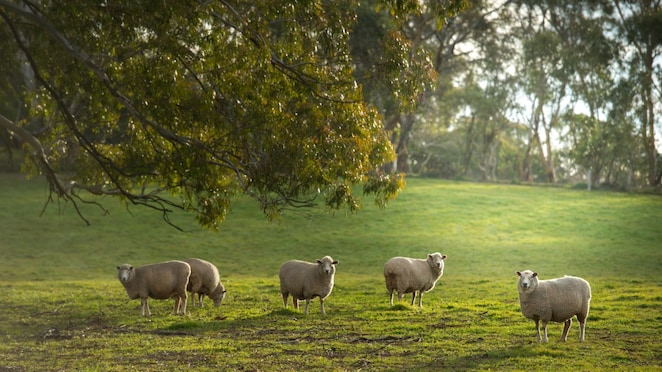 Sheep gazing in a field