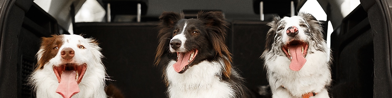 Top 5 tips for driving with pets