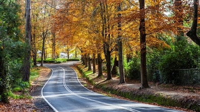 A road in Victoria’s Dandenong Ranges is framed by autumn foliage.