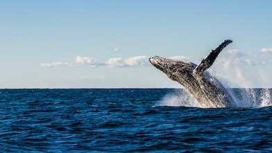 A humpback whale breaches from the ocean, flipping backwards.