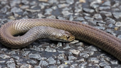 Snake