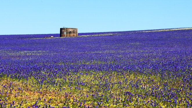 Wildflower Country