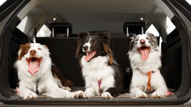Driving with Pets – Essential Tips for a Safe and Happy Journey