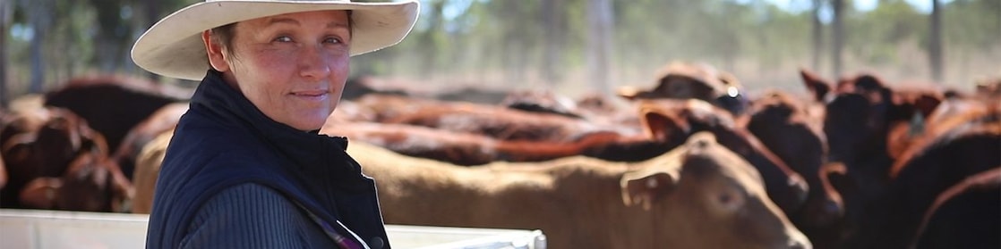 Knudsens Cattle