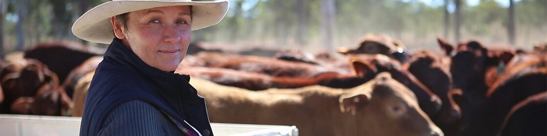 Knudsens Cattle